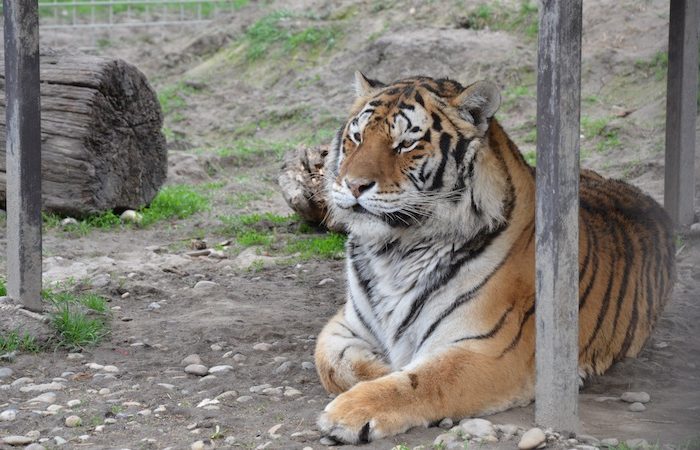Siberian Tigers Trip